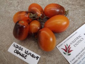 Indigo Kumquat Orange paradicsom - Paradicsom különlegességek az Egzotikus Növények Stúdiója kínálatából